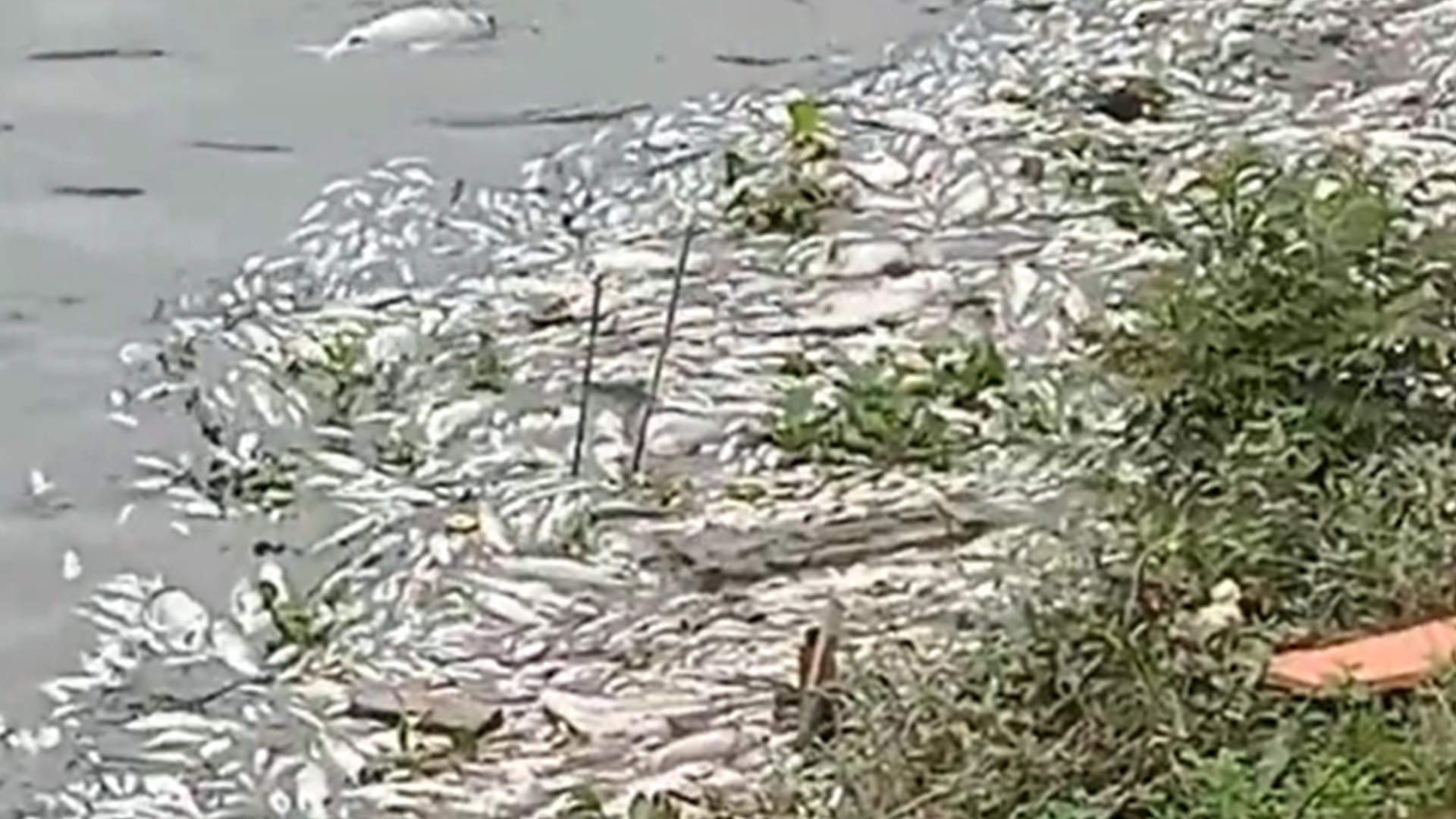 湖南一河现大量死鱼